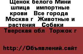 Щенок белого Мини шпица , импортные крови - Все города, Москва г. Животные и растения » Собаки   . Тверская обл.,Торжок г.